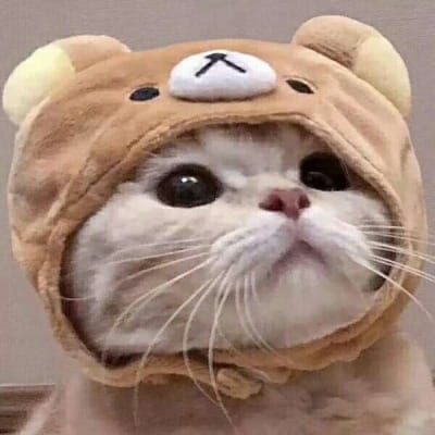 可爱呆萌猫咪情侣头像(猫咪情侣头像一人一张配对)