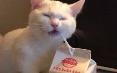 付出了很多还是一无所有(猫咪情侣头像一对搞怪霸气)