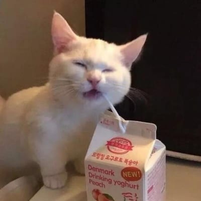 付出了很多还是一无所有(猫咪情侣头像一对搞怪霸气)