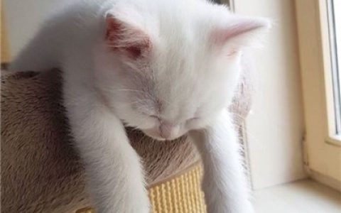 招财又旺运的猫咪头像图片(年招财抖阴头像猫咪头像)