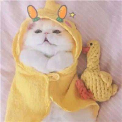 白白胖胖充满希望(抖阴头像猫可爱搞怪大全)