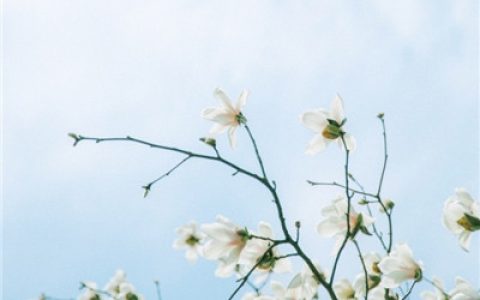我再喜欢海也不能去跳海(森系小清新绿色系抖阴头像)