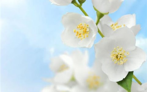 好看的抖阴头像梅花图片大全(抖阴最吉利的好看头像图片梅花)