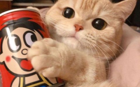 萌萌哒猫咪头像精选(可爱猫咪头像高清好看)