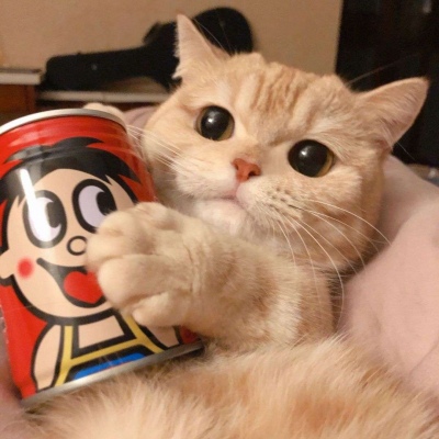 萌萌哒猫咪头像精选(可爱猫咪头像高清好看)