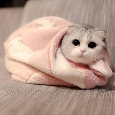 最受欢迎的小猫咪头像(抖阴猫咪头像可爱卖萌)