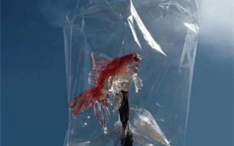 抖阴头像好运图片大全(能带来好运的抖阴头像唯美意境)