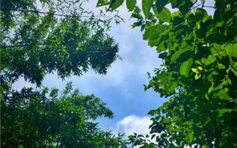我喜欢勇敢认真专情的人(抖阴朋友圈绿色植物风景头像)