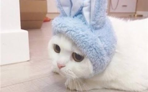 萌宠个性情侣头像大全(猫咪情侣头像两张一对可爱)