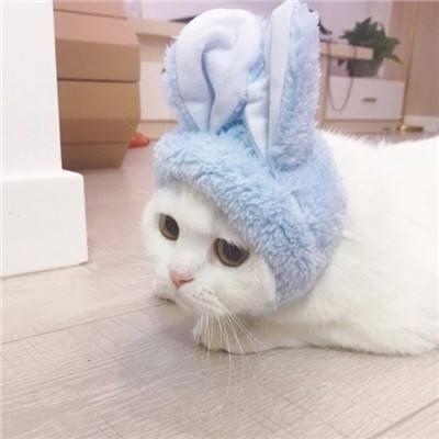 萌宠个性情侣头像大全(猫咪情侣头像两张一对可爱)