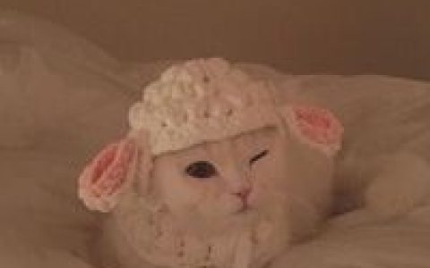 你讨厌我什么反正我也不改(超萌的猫咪可爱抖阴头像大全)
