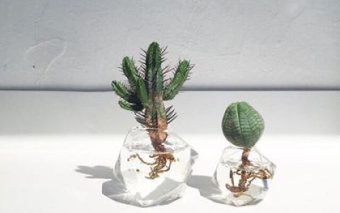 孤独是最好的上升期(抖阴头像多肉植物图片高清最新)