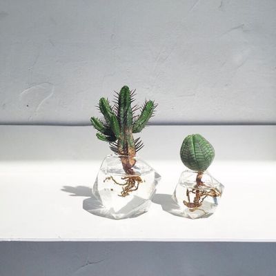 孤独是最好的上升期(抖阴头像多肉植物图片高清最新)图