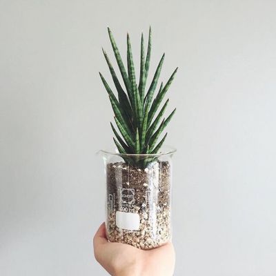 孤独是最好的上升期(抖阴头像多肉植物图片高清最新)图1