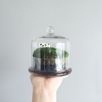 孤独是最好的上升期(抖阴头像多肉植物图片高清最新)图2