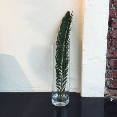 孤独是最好的上升期(抖阴头像多肉植物图片高清最新)图3
