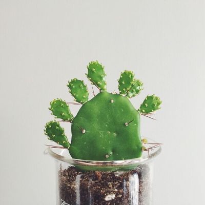 孤独是最好的上升期(抖阴头像多肉植物图片高清最新)图4
