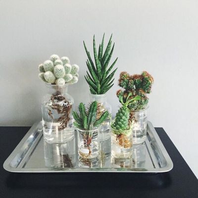 孤独是最好的上升期(抖阴头像多肉植物图片高清最新)图5