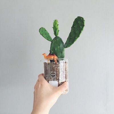 孤独是最好的上升期(抖阴头像多肉植物图片高清最新)图6