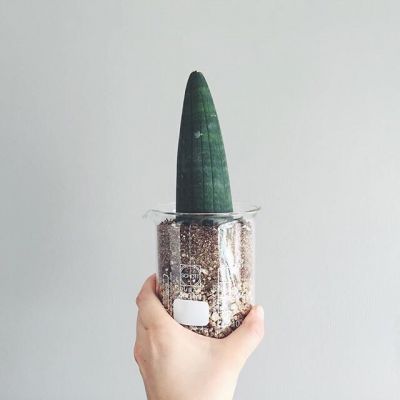 孤独是最好的上升期(抖阴头像多肉植物图片高清最新)图7