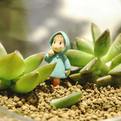 孤独是最好的上升期(抖阴头像多肉植物图片高清最新)图10