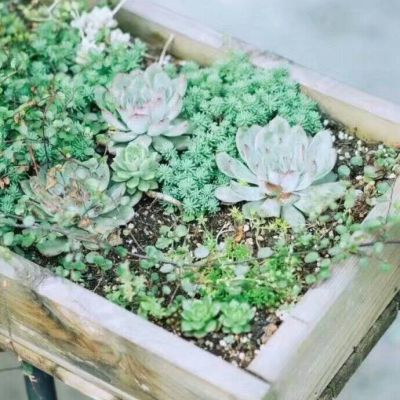 孤独是最好的上升期(抖阴头像多肉植物图片高清最新)图11