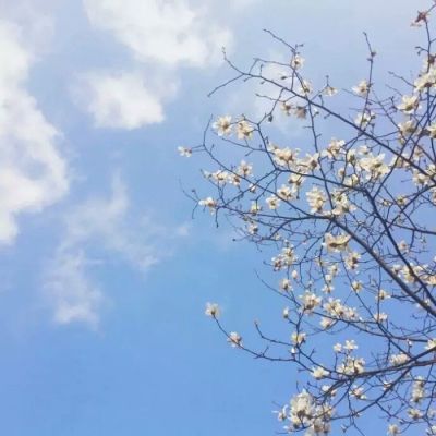 漫长的告别是青春盛宴(抖阴头像花草唯美小清新最新)图1