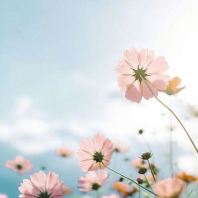 漫长的告别是青春盛宴(抖阴头像花草唯美小清新最新)图10