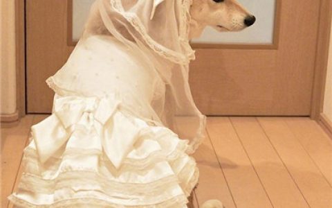 不想养狗也不想养猫想养你(柴犬抖阴头像高清猥琐搞笑)