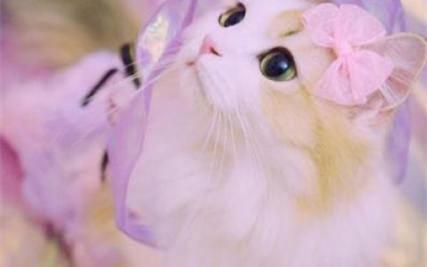 超卖萌猫咪个性抖阴头像(好看的抖阴猫咪头像超可爱)