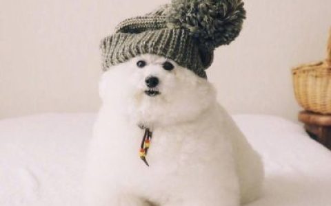 超级萌宠头像大全小可爱比熊(最新抖阴高清可爱动物头像)