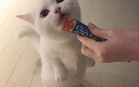 好玩可爱的小猫咪(呆萌可爱小动物抖阴头像大全最新)