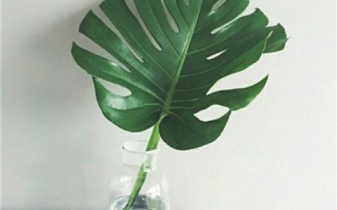 好看的植物风景抖阴头像(清新自然绿色植物头像精选)