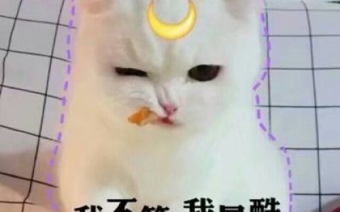 看你哭的伤心我却笑的开心(抖阴动物头像搞怪萌宠猫咪)