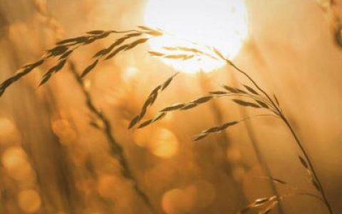 并不是所有人都懂得珍惜(抖阴头像风景或花草高清图片最新)