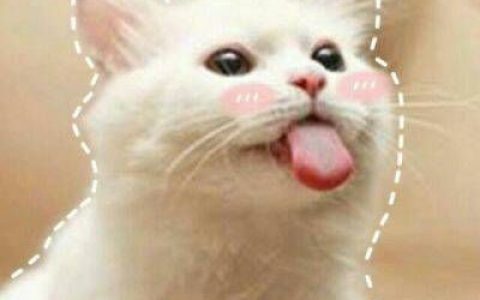 最新可爱的猫咪抖阴头像(最火最搞笑的动物头像带字)