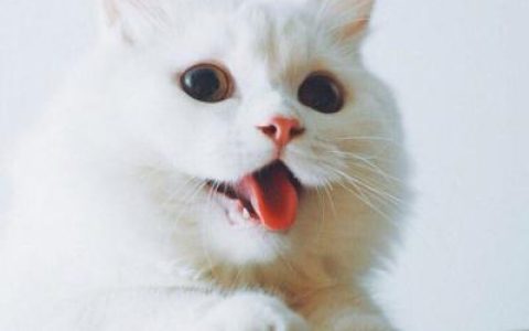 要不要接受我这个甜蜜的麻烦(最火可爱萌宠小猫头像大全)