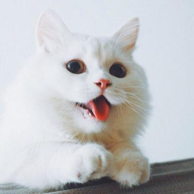 要不要接受我这个甜蜜的麻烦(最火可爱萌宠小猫头像大全)