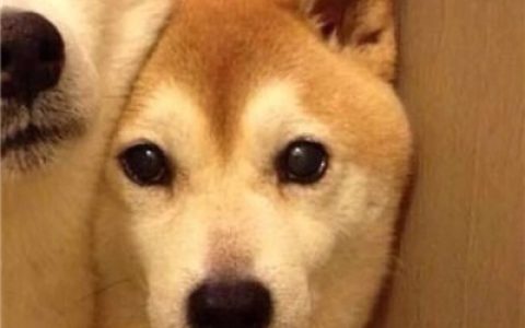 心动是一个人的措手不及(搞笑动物萌宠情侣头像一人一张)