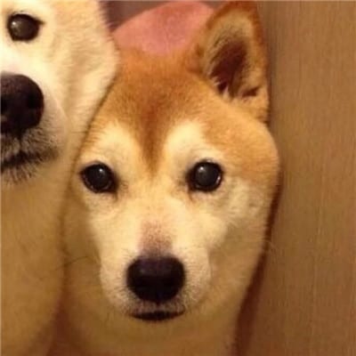 心动是一个人的措手不及(搞笑动物萌宠情侣头像一人一张)