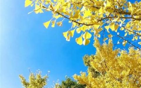 最吉利招财的抖阴头像(年吉利抖阴头像图片大全)