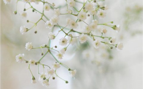 爱不爱都可以要怎样都依你(纯白系列头像唯美典雅头像图片)