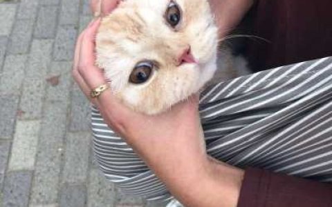 和喜欢的人在一起就是养生(可爱猫咪情侣头像一对最新)