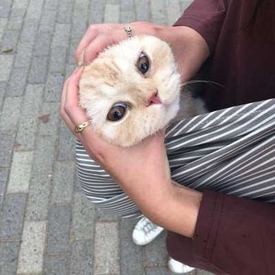 和喜欢的人在一起就是养生(可爱猫咪情侣头像一对最新)