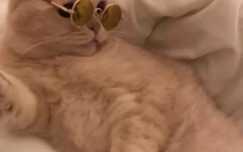 网恋选我骗钱又骗情(可爱猫咪情侣头像一对两张)