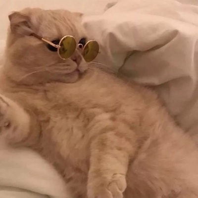 网恋选我骗钱又骗情(可爱猫咪情侣头像一对两张)