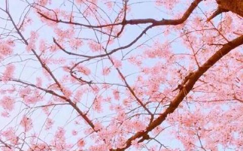 中年妈妈用的抖阴头像风景(适合妈妈用的抖阴头像图片)