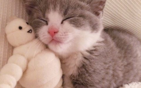 懂得感恩不负遇见(可爱的小奶猫头像高清大全)