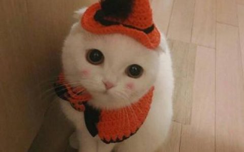 月老记得下次给我打死结(高清可爱萌宠动物小猫咪抖阴头像)