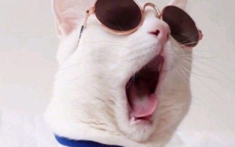 萌宠情侣头像大全(抖阴情侣头像猫咪搞怪可爱)